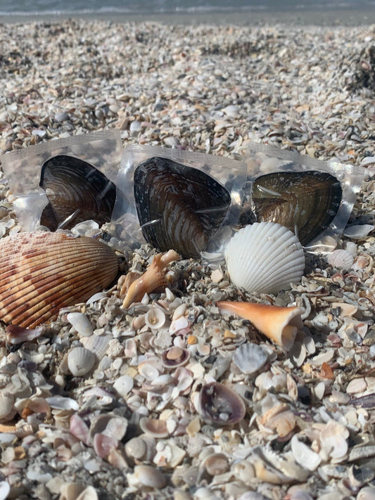 Oysters Containing Freshwater Genuine Pearl