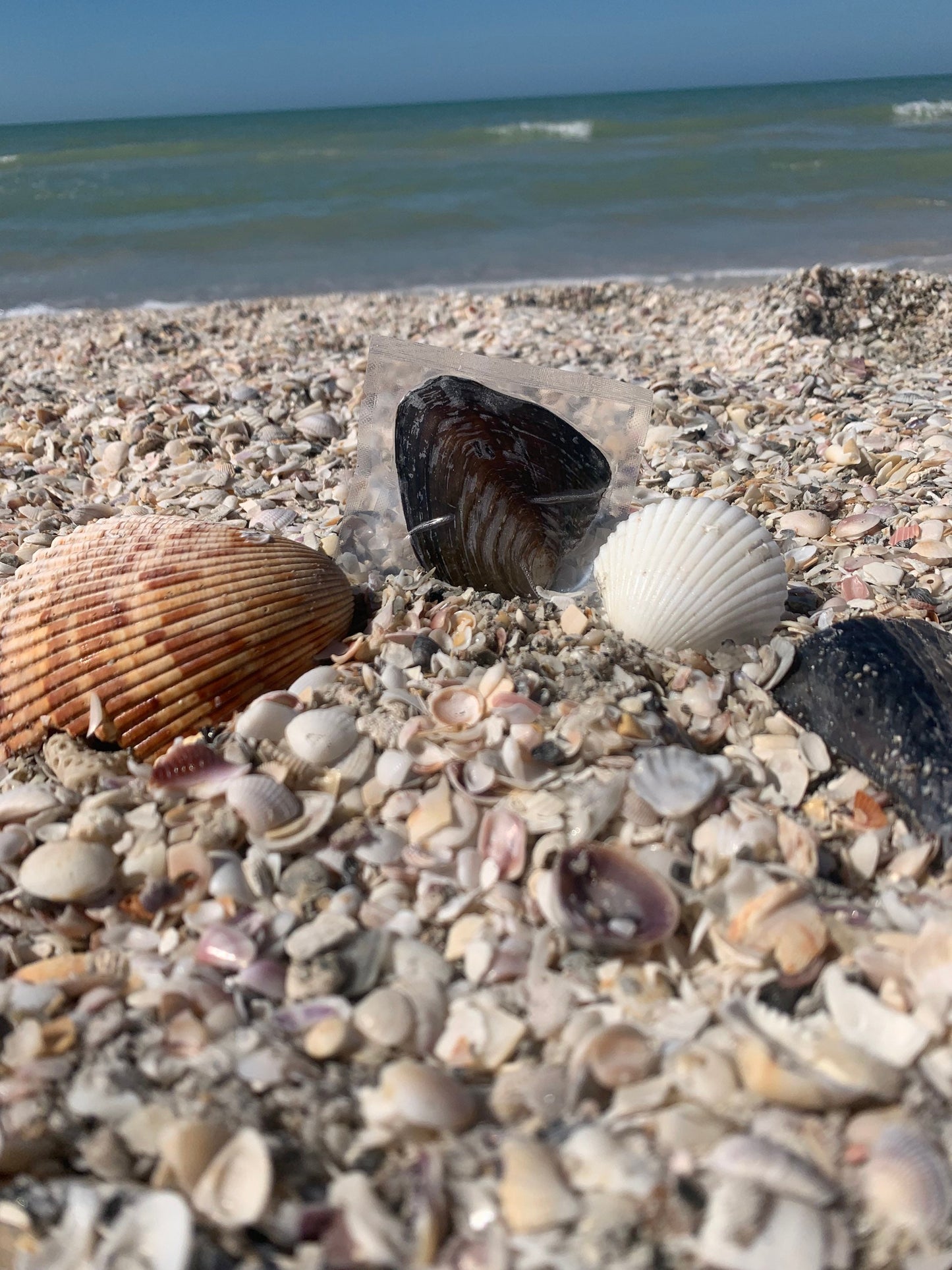 Oysters Containing Freshwater Genuine Pearl