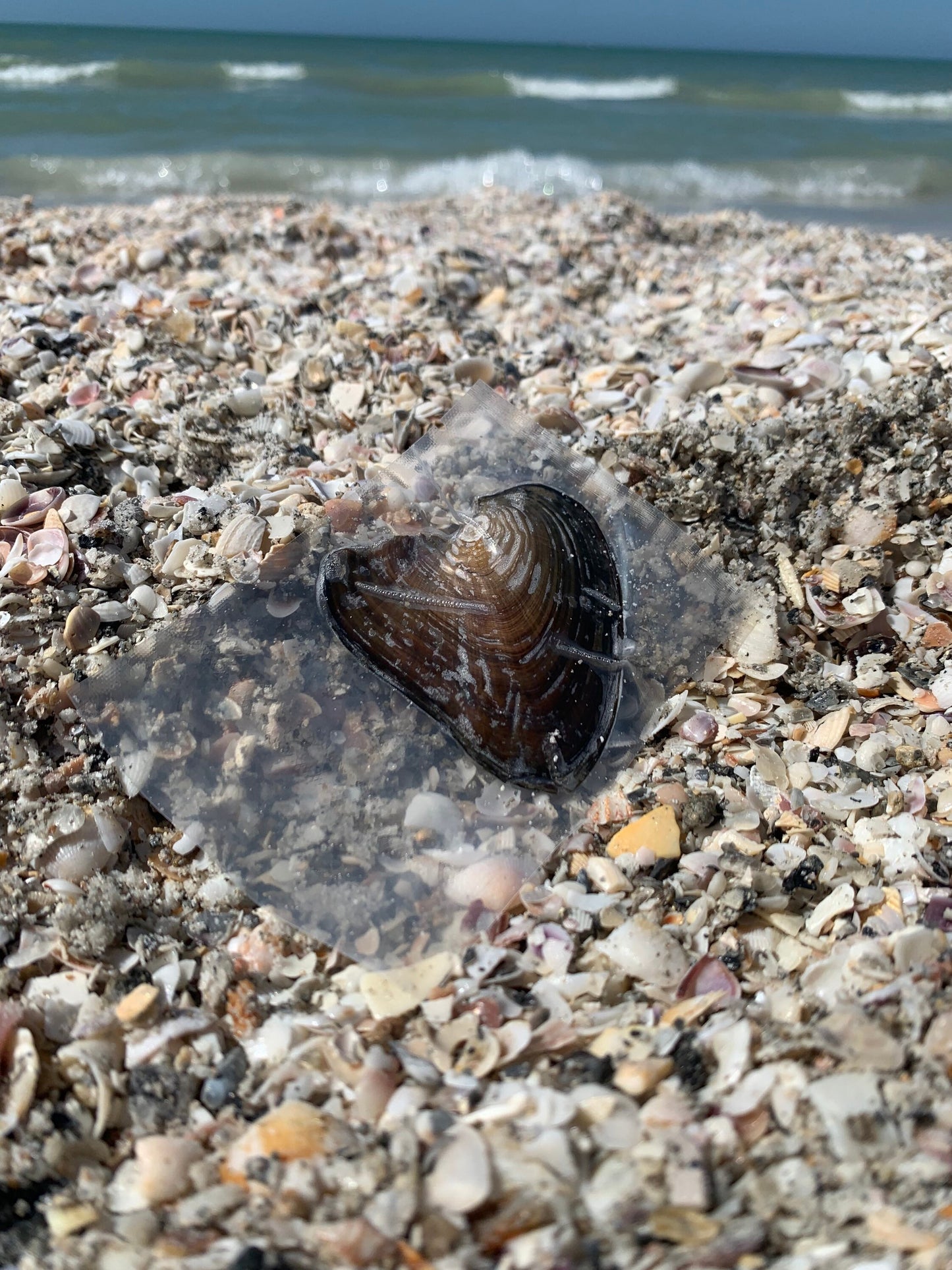 Oysters Containing Freshwater Genuine Pearl