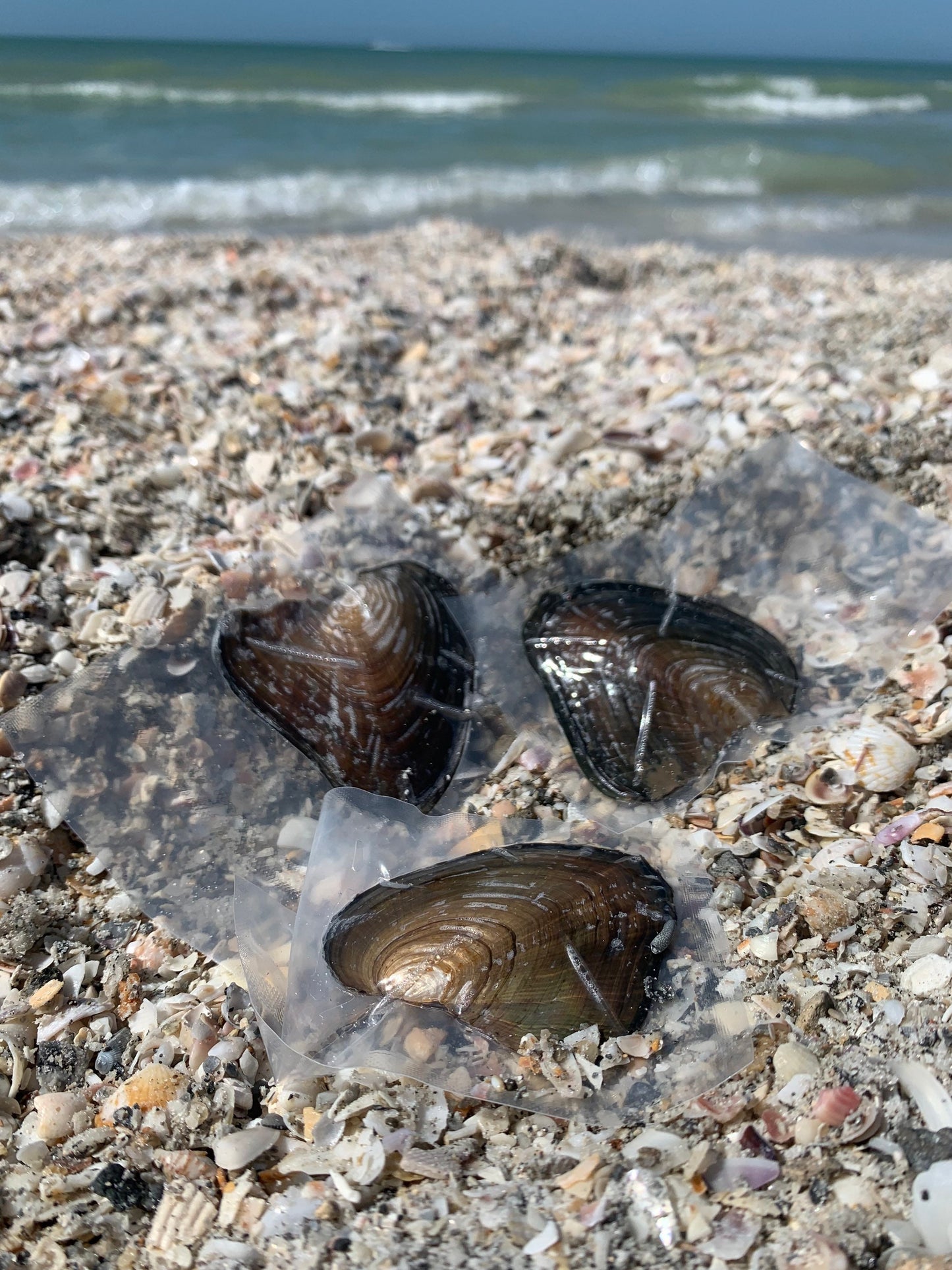 Oysters Containing Freshwater Genuine Pearl